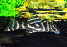 L129 COLOMBIAN ZEBRA PLECO