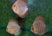 DISCUS MIX