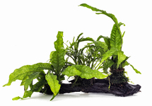 Microsorum driftwood L (31-40cm) - DW