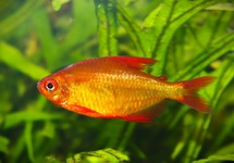 TÉTRA MUZEL ROUGE