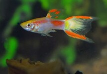 ENDLER'S GUPPY YELLOW LASER TAIL MALE