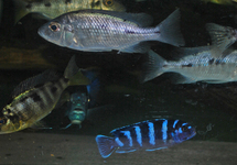 CICHLIDÉS MALAWI ASSORTIS