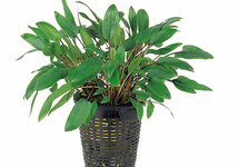 Cryptocoryne - mix - XL