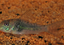 CORYDORAS SEPTENTRIONALIS