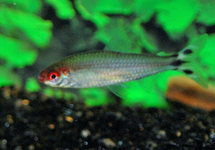 FIREHEAD TETRA