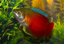 DWERGGOERAMI ROOD (M/F)