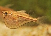 BLACKWING HATCHETFISH