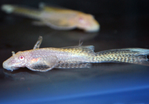 ANCISTRUS GOUD ALBINO SLUIER