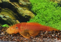 L144 ANCISTRUS YELLOW BLUE EYE