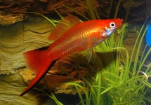 SCHWERTTRÄGER GOLD TWIN BAR