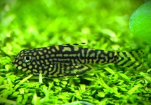 TIGER HILLSTREAM LOACH