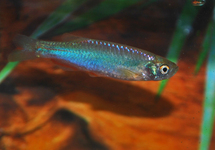 PEARL DANIO