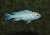 CICHLIDÉ MALAWI SOCOLOFI ALBINO