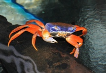 DREIFARBIGE KRABBE