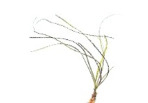 Crinum calamistratum in pot (p5)
