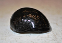 MILITARY HELMET SNAIL