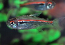 AMAPA TETRA