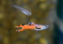 ENDLER'S GUPPY RED SCARLET (M/F)