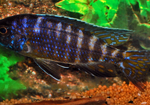 KEIZERBAARS CHILUMBA