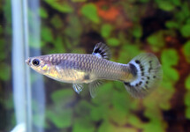 GUPPY SNAKESKIN BLUE FEMALE