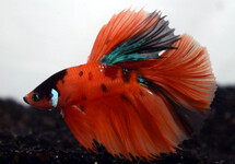 BETTA HALFMOON NEMO MALE