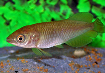 AFRIKAANSE AROWANA