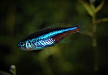 GREEN NEON TETRA