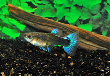 GUPPY NÉON BLEU (FEMELLE)