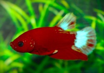 KEMPVIS SP. PLAKAT HELLBOY RED MAN