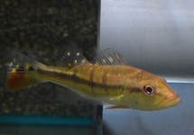 TEMENSIS PEACOCK BASS