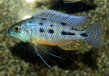 MALAWI CICHLIDE SPILONOTUS