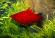 KORAALPLATY ROOD WAGTAIL