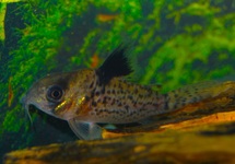 ZWARTVIN PANTSERMEERVAL