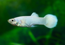 GUPPY SNOW WHITE MALE