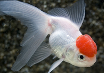 FANTAIL LIONHEAD RED CAP