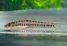 SAND LOACH