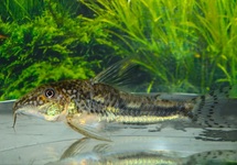 SCLEROMYSTAX KRONEI L