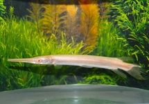 KORTNEUS BEENTONGSNOEK ALBINO