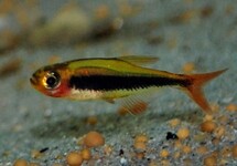 TUCANO SALMLER
