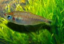 LIPSTICK TETRA