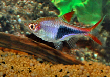 HARLEQUIN RASBORA