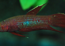 BETTA COCCINA