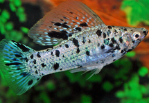 SAILFIN MOLLY DALMATIAN