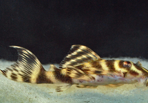 L270 CHOCOLATE ZEBRA PLECO