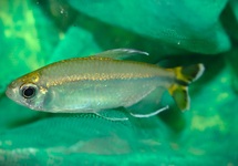 LEFINI KONGOSALMLER