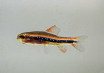 BLACK DARTER TETRA