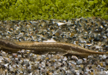 TWIG CATFISH