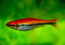 POISSON-CRAYON DORÉ ROUGE