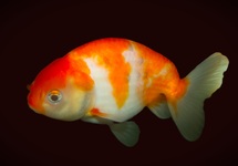 FANTAIL RANCHU RED/WHITE