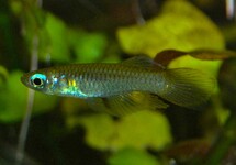 NORMANS LEUCHTAUGENFISCH